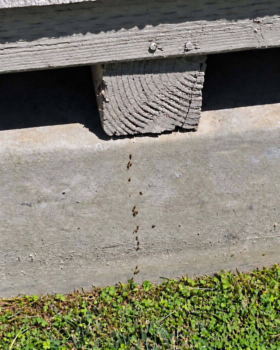 Ant trail moving up an exterior foundation beneath wood siding