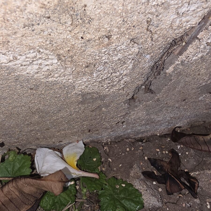 Ant activity found on vegetation beside a block wall