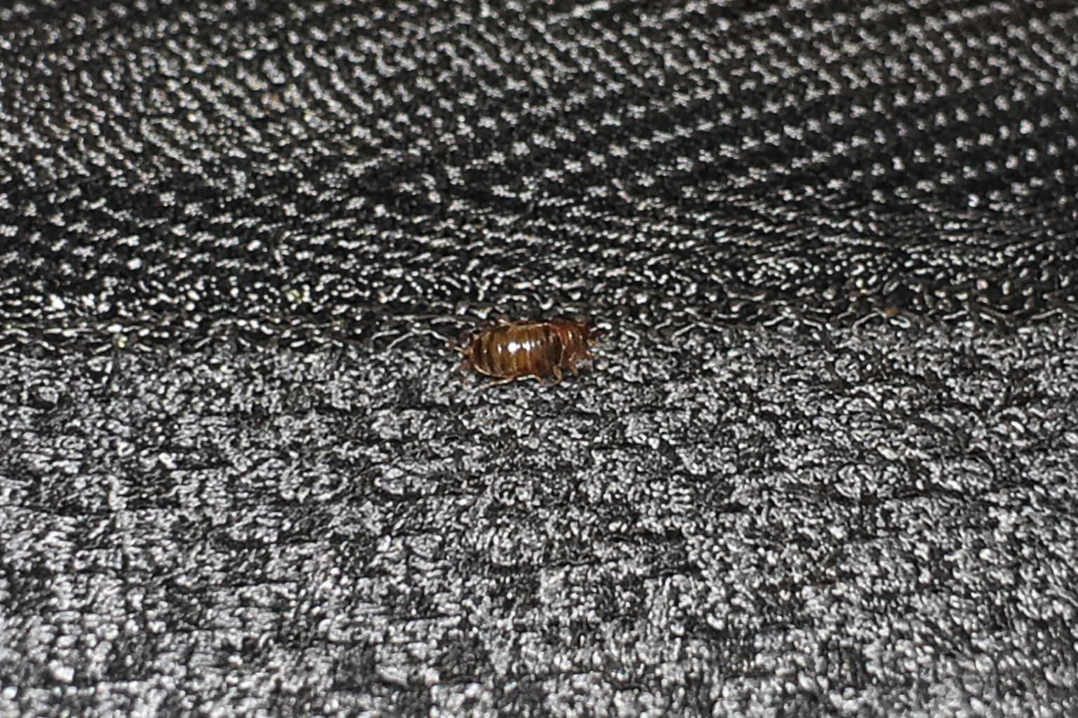Close-up of a bed bug found along an upholstered seam