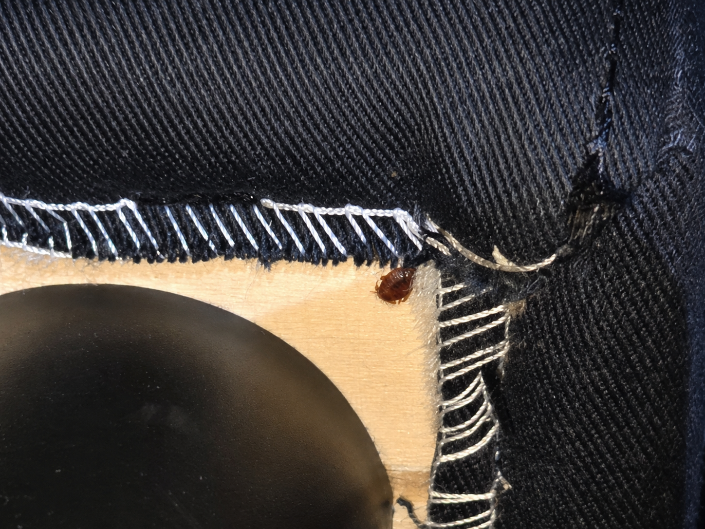 Close-up of a bed bug hiding near furniture stitching