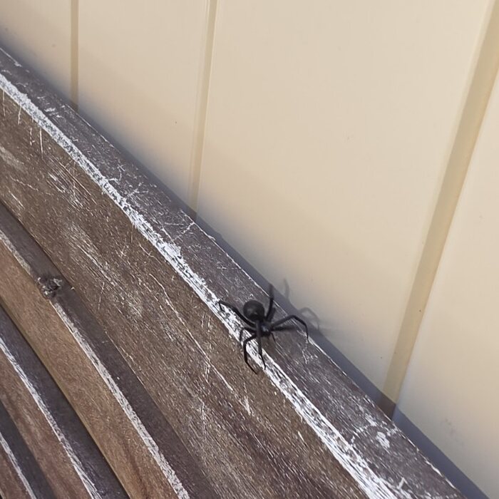Black widow found beside a wooden outdoor chair after treatment