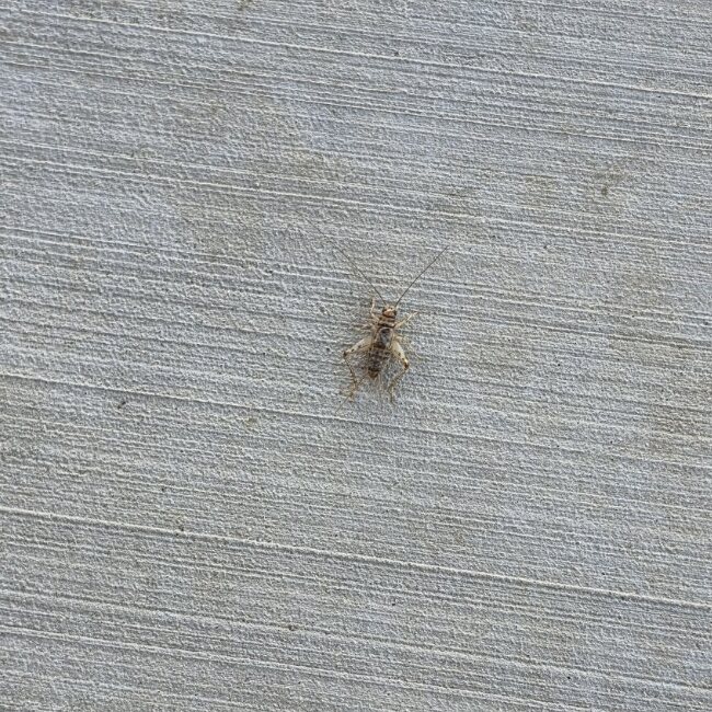 Cricket activity emerging from turf after treatment began during a Riverside pest control service