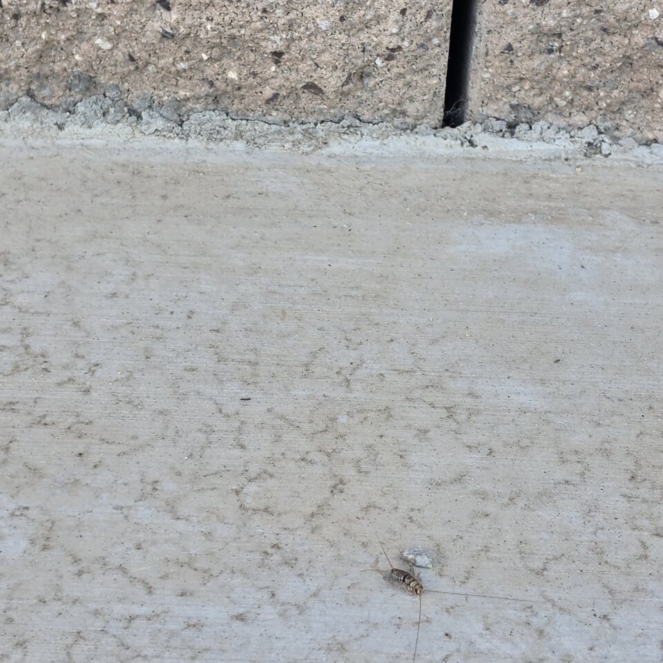 Exterior area inspected for possible cricket entry during a Riverside pest control service