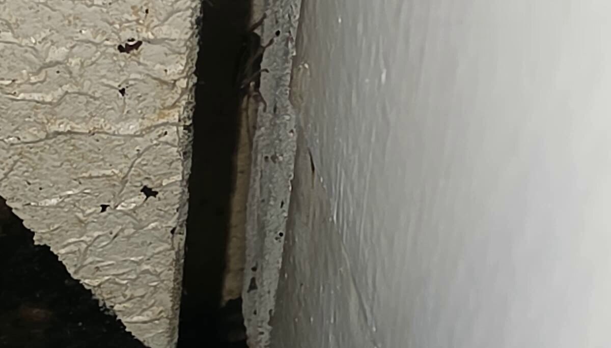 German cockroaches hiding inside a narrow cabinet gap