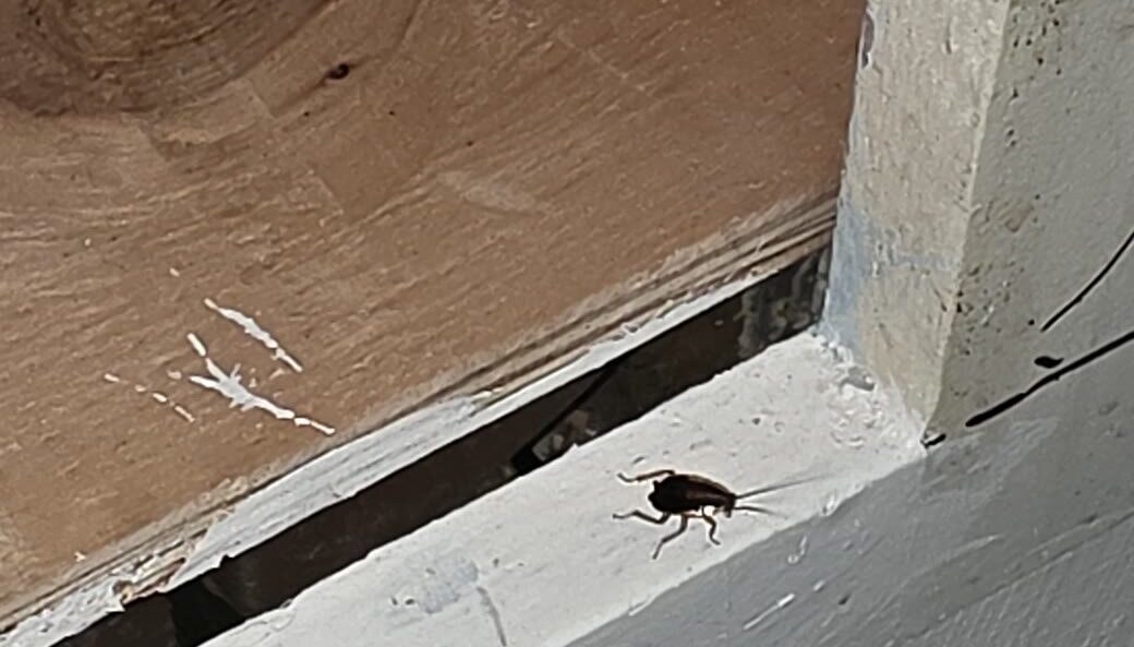 German cockroach found near a cabinet opening