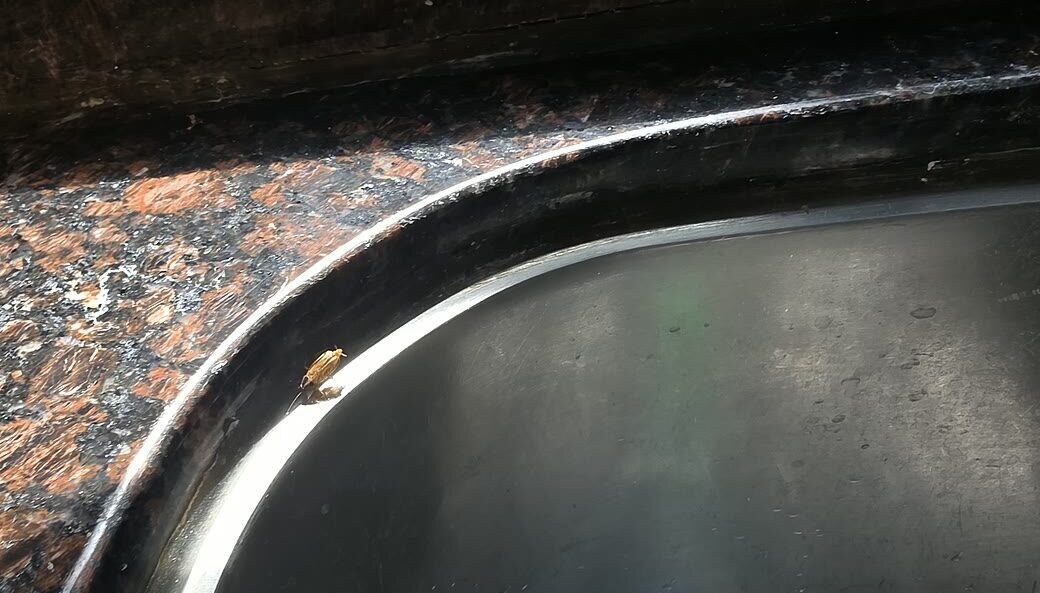 German cockroach found beside a kitchen sink
