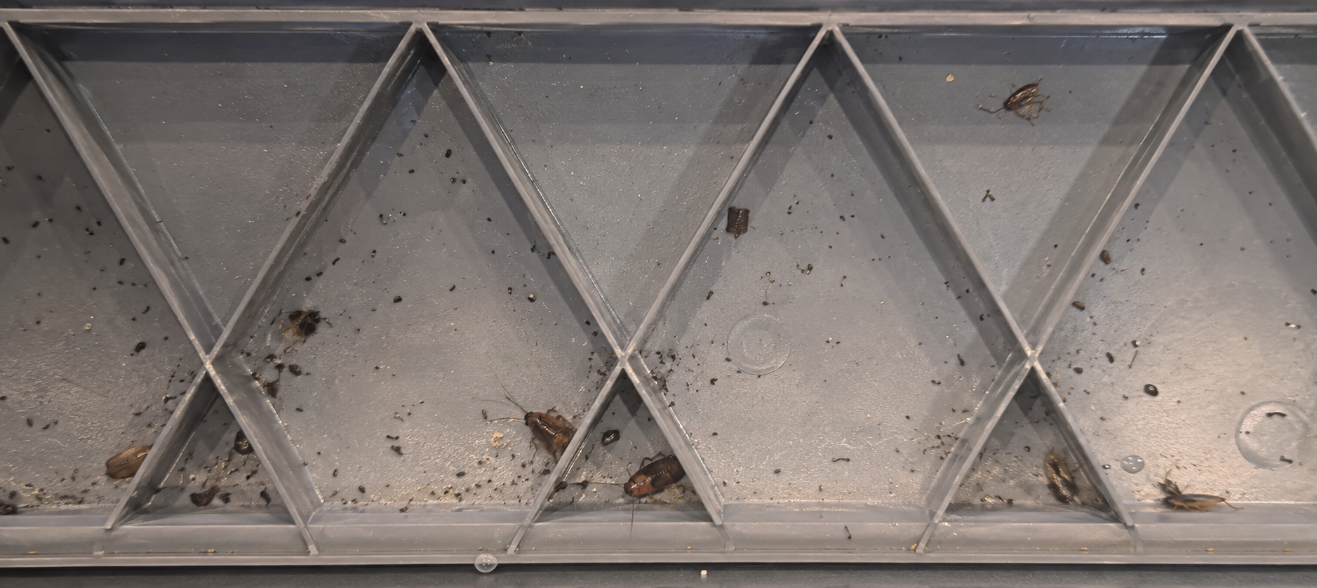 German cockroach activity found inside a dishwasher