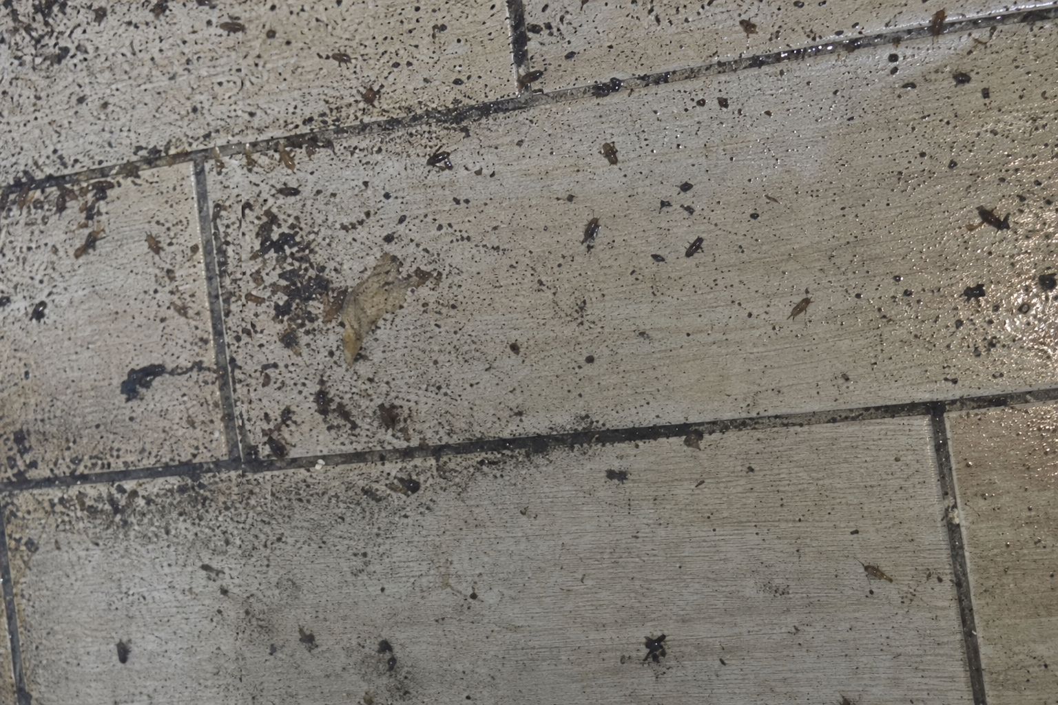 German cockroach activity found during an inspection