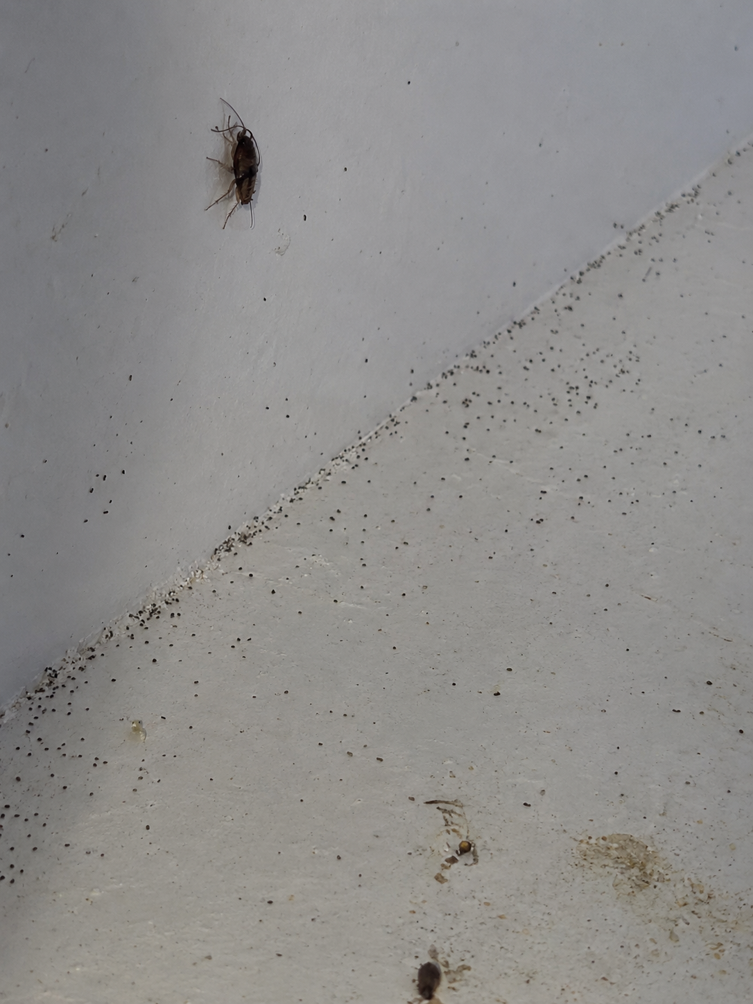 Remaining German cockroach activity found during a follow-up