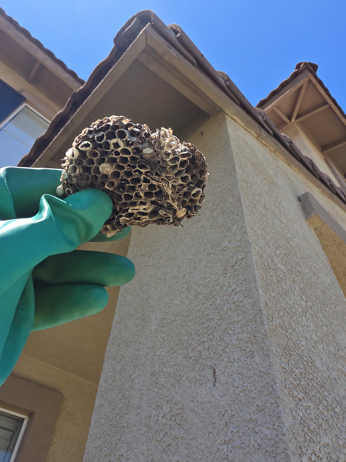 Removed wasp nest held in a gloved hand during service at a Montclair property