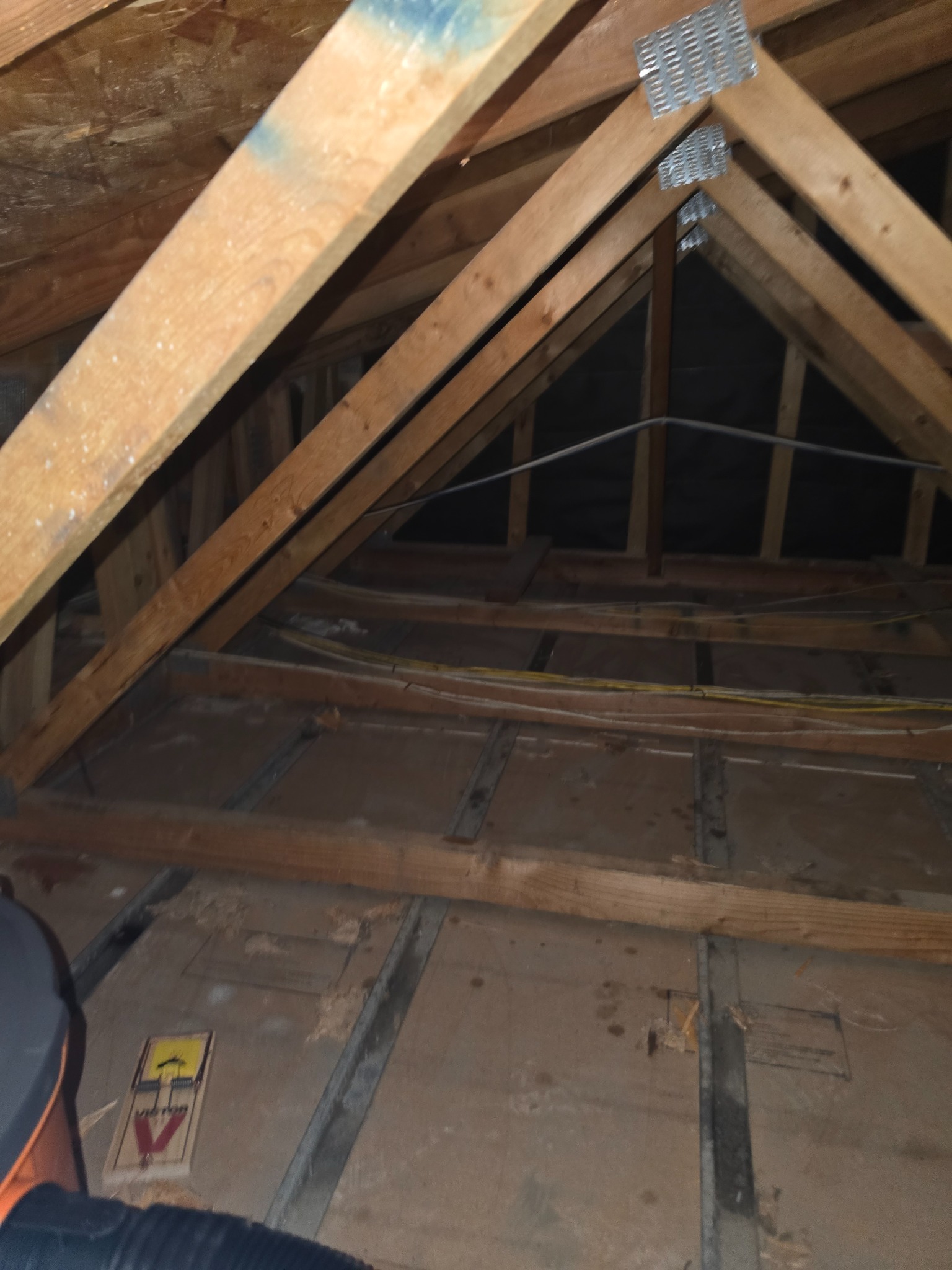 Attic framing inspected for signs of rodent travel