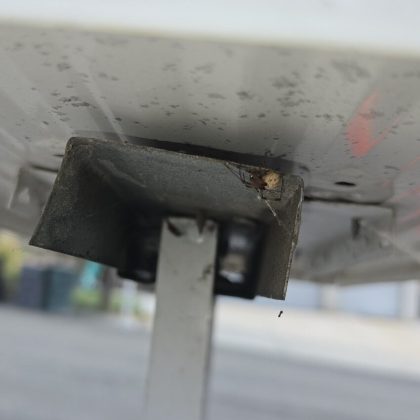 Spider hiding beneath an exterior mailbox in the Inland Empire