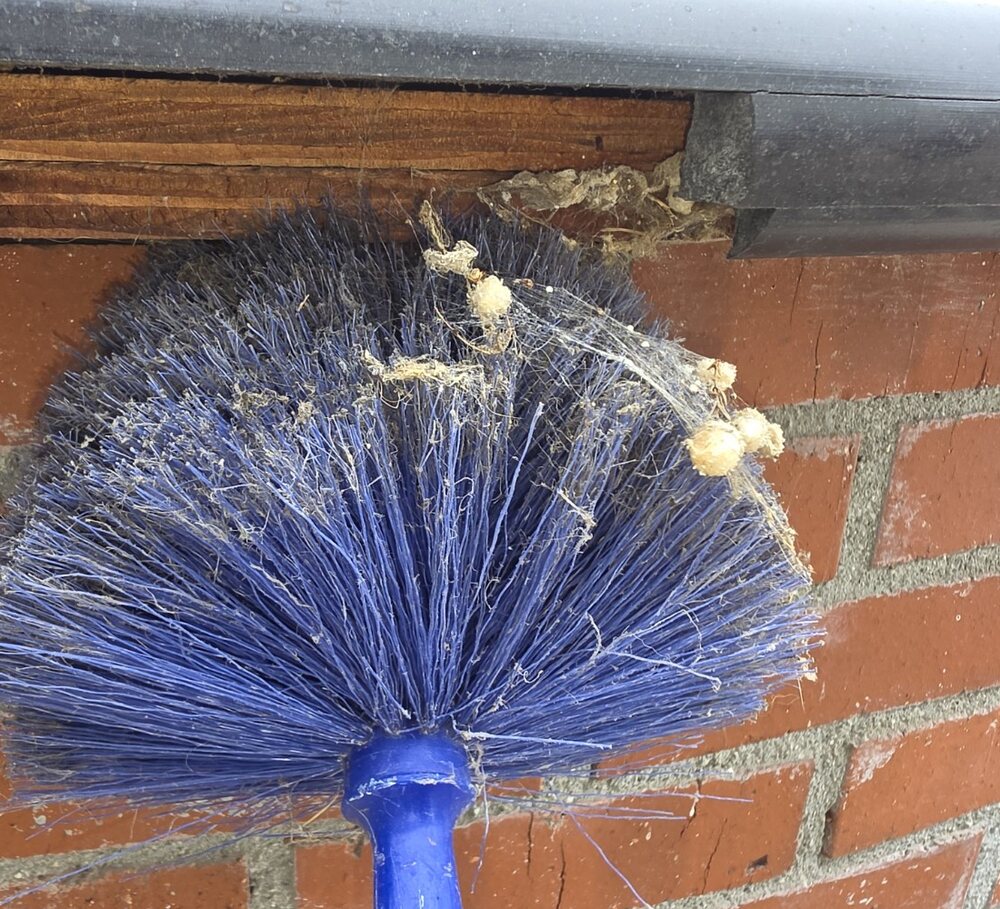 Protected spider webbing found near an outdoor BBQ and patio area